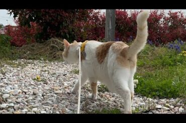 Route258いとうPの朝から胃が痛い散歩🚶