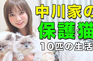【保護猫】全10匹の猫ハウス！みんな大きくなりました！