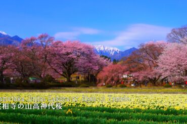 Yamataka Jindai Zakura, the oldest cherry tree in Japan, is in full bloom.