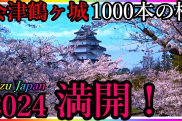 【会津若松】1000本の桜満開！🌸 会津鶴ヶ城！今見ごろ！1000 cherry blossoms in full bloom! Aizuwakamatsu Japan !【会津若松市】