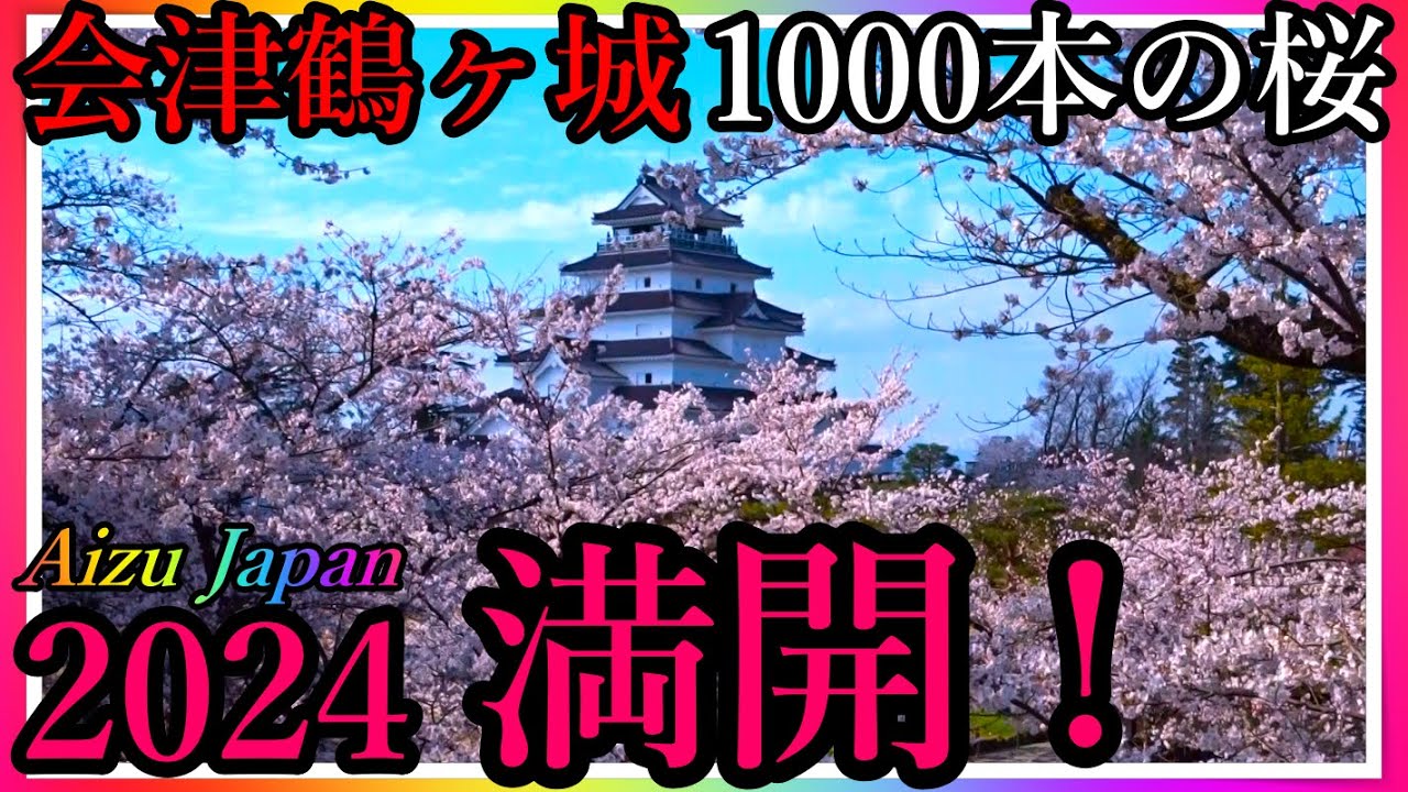 【会津若松】1000本の桜満開!🌸 会津鶴ヶ城!今見ごろ!1000 cherry blossoms in full bloom! Aizuwakamatsu Japan !【会津若松市】 【会津若松】1000本の桜満開!🌸 会津鶴ヶ城!今見ごろ!1000 cherry blossoms in full bloom! Aizuwakamatsu Japan !【会津若松市】