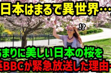 【海外の反応】「え？CGじゃないの？日本はまるで異世界のようね…」あまりに美しい日本の桜をイギリスBBCが世界中に放送した理由・・・