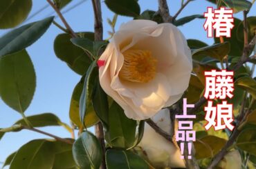 まるおの母　まるこの宿根草と低木の庭　2024 04 15 四月とは思えない暑さになった庭。春の花には、厳しい陽気です☀️🥵ヤマブキ吹雪錦　一輪開花。ゲウム　マイタイも開花。ソメイヨシノは、そろそろ