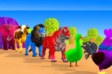 めざましテレビ VS  めざまし8 LIVE HD