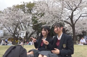 前橋の桜の満開を観測　前橋地方気象台(24/04/08)