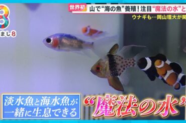 【世界初】山で海の魚を養殖 淡水魚と海水魚が共存できる！岡山理大が開発“魔法の水”【めざまし８】