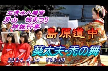 石清水八幡宮　男山　桜まつり　神賑行事　島原道中　（葵太夫・禿の舞）２０２４．４．１４　PM２：００