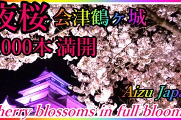 絶対1度は見てみたい！美し過ぎる1000本の夜桜満開！🌸 会津鶴ヶ城  【会津若松】The cherry blossoms of Aizu Tsurugajo at night in Japan!