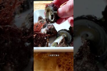【ミナ】この貝なんて呼んでる？【シッタカ】 #shorts #shellfish