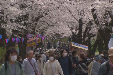 赤城南面千本桜が満開　多くの花見客でにぎわう