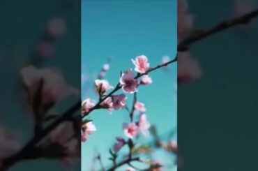 三枝夕夏 IN db「Tears Go By」 天使な小生意気 エンディング曲 #歌ってみた #桜 #花見 #アニソン