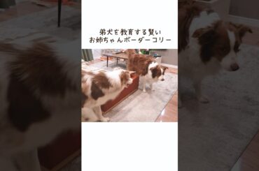 加減がわからない弟犬を教育する先住犬が賢い！！【ボーダーコリー・オーストラリアンシェパード】 #shorts