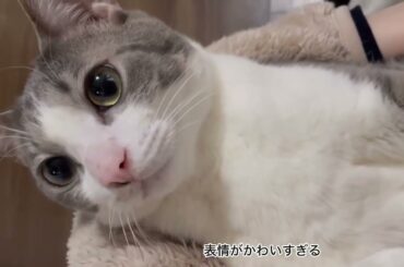 膝の上のアッシュくん