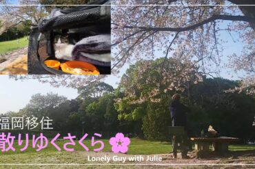 vlog【#50代無職 福岡移住】愛猫Julieと散りゆく桜を眺めた　～今年最後のお花見～森や池に囲まれた自然豊かな公園「西南杜の湖畔公園」【 大阪のタワマン→福岡のアパート暮しvol.21】