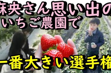 麻央さんとの思い出のいちご農園で。「いちご一番大きい選手権」