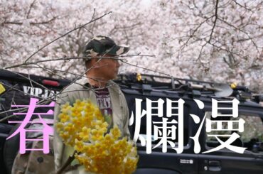 関西のミツマタスポット！美杉のミツマタ群生地から桜並木!そしてオマケの夜桜と…