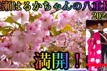 【会津若松】綾瀬はるかちゃんの超美し過ぎる八重桜！🌸満開！会津鶴ヶ城 The cherry blossom planted by Japanese Superstar“Haruka Ayase”!