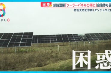 【危惧】自然の宝庫 釧路湿原が“ソーラーパネルの海”に･･･「ヘタをすると絶滅する」【めざまし８ニュース