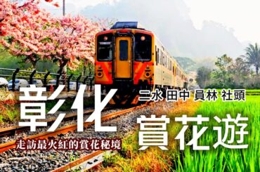 春遊彰化❗️賞花秘境🌸浪漫滿開的花旗木鐵道｜人都縮小了❗️愛麗絲仙境般的蜀葵花海｜美拍聖地❗超壯觀九重葛花牆瀑布｜長達2公里超療癒綠色隧道｜二水❌田中❌員林❌社頭｜TAIWAN｜彰化｜