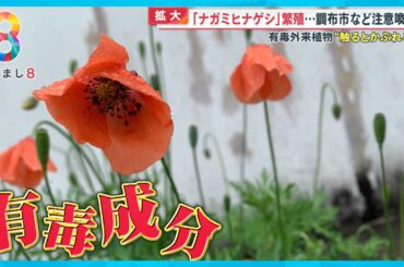 【有害外来植物】ポピーに似た花 “ナガミヒナゲシ”に調布市など注意喚起「触るとかぶれる」【めざまし８ニュース】