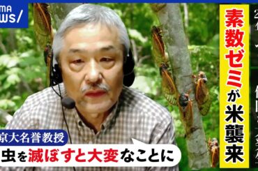 【セミ】221年ぶりに1億匹が発生？抜け殻で事故に？昆虫の役割は？害虫駆除の依頼は？京大名誉教授と考える｜アベプラ