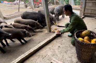 Papayas and bananas are harvested to be sold and fed to wild boars