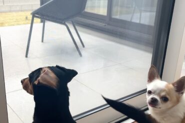 庭にやってきた鳥を静かに見守る犬たち