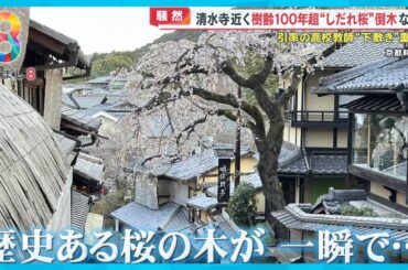 【騒然】清水寺近く産寧坂で９ｍのしだれ桜倒れる…1人重傷　樹齢100年超予兆は？【めざまし８ニュース】