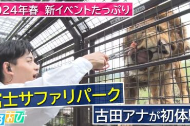 【ひるおび】2024年春　新イベント続々「富士サファリパーク」から中継！ゾウ＆ライオンに迫力の餌あげ