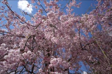 盛岡　米内浄水場　しだれ桜　＃桜 #Sakura #枝垂桜