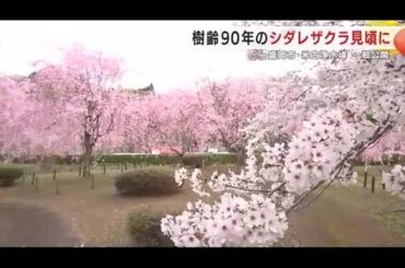 樹齢９０年のシダレザクラ見頃に　盛岡市・米内浄水場　一般公開＜岩手県＞ (24/04/19 19:00)