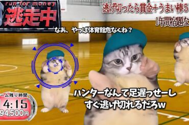 逃走中をすることになった猫たちの日常【猫ミーム】【猫マニ】