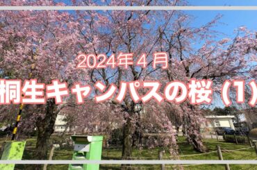 群大桐生キャンパスの桜。