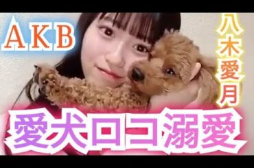 愛犬ロコを溺愛!AKB48八木愛月