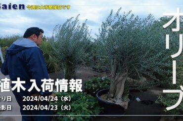 【Saien】植木入荷情報（2024/04/23 11:00頃）【オリーブ・本霧島躑躅】