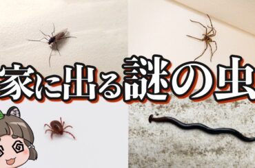 【画像あり】家の中に出るあの虫の正体6選 パート4｜駆除・対策方法も紹介
