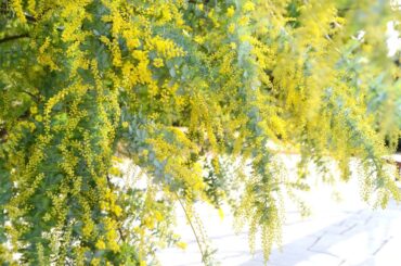 春の予感　　南 沙織