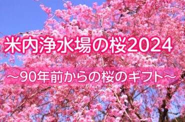 盛岡市米内浄水場の桜2024～90年前からの桜のギフト～