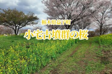 栃木県益子町　小宅古墳群の桜