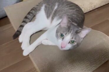 新しい爪とぎとアッシュくん