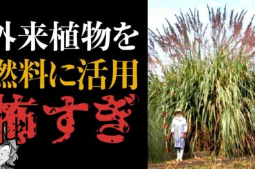 【外来種】タフな外来植物をバイオマス燃料に利用？大丈夫なのそれ？？