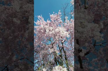 盛岡市米内浄水場の桜2024～90年前からの桜のギフト～#shrots