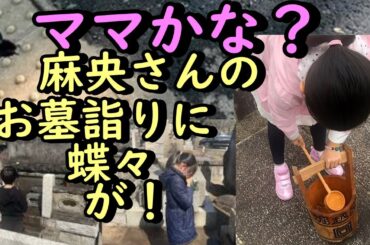 麻央さんのお墓参りで白い蝶が…「ママかな？と・・・