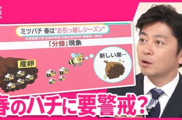 【春のハチ】メジャーの試合も遅らせる“分蜂”とは  温暖化でスズメバチの活動長く→巣も大きく？【#みんなのギモン】