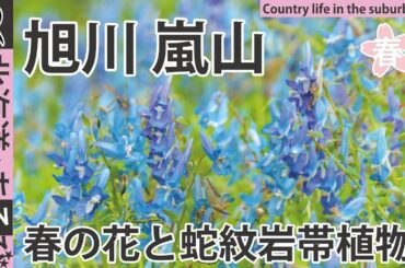 嵐山_近文山 旭川 蛇紋岩植物と春の花