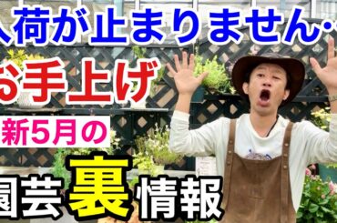 【この植物に注意】5月買っておかないと損する植物教えます　【カーメン君】【園芸】【ガーデニング】【初心者】