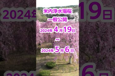 米内浄水場の桜一般公開#shorts