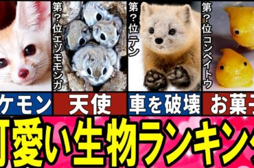 【閲覧注意】可愛すぎる生き物 TOP10【ゆっくり解説】【総集編】