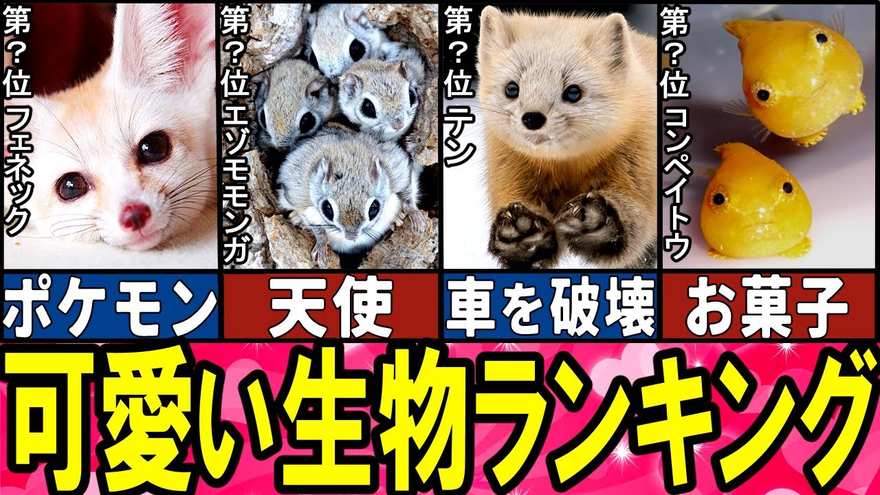 【閲覧注意】可愛すぎる生き物 TOP10【ゆっくり解説】【総集編】 【閲覧注意】可愛すぎる生き物 TOP10【ゆっくり解説】【総集編】