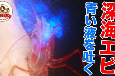 【神秘】なぜ深海エビは青い発光液を吐くのか!?駿河湾で面白すぎる深海生物を観察！地球温暖化の影響で危機も…【どうぶつ奇想天外／WAKUWAKU】